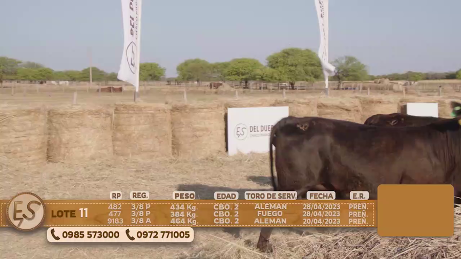 Lote Hembras Preñadas