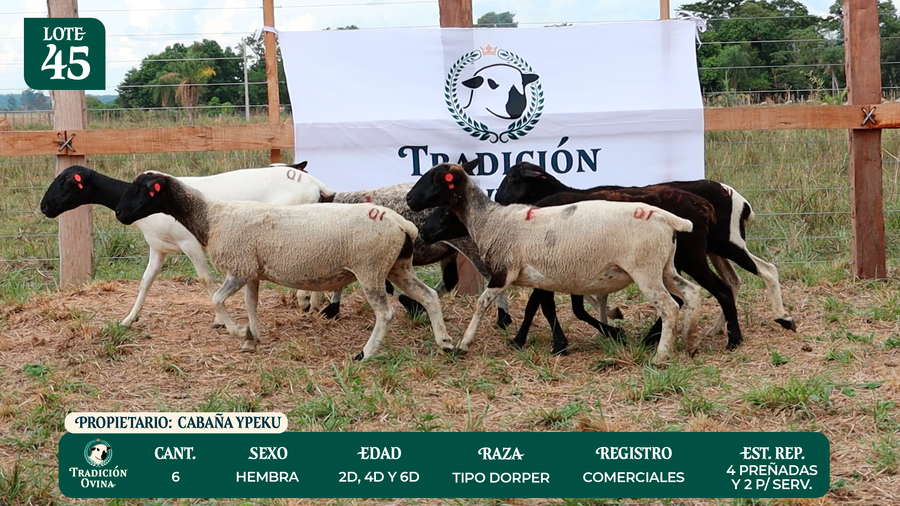 Lote LOTE 45 - POR PANTALLA