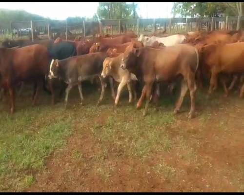Lote 130 Terneros en Virasoro, Corrientes