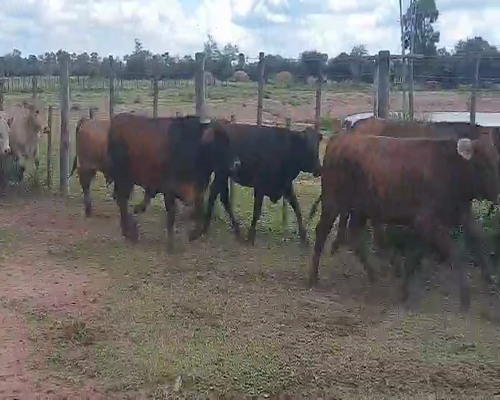 Lote 50 Novillitos y vaquillonas en Tintina, Santiago del Estero