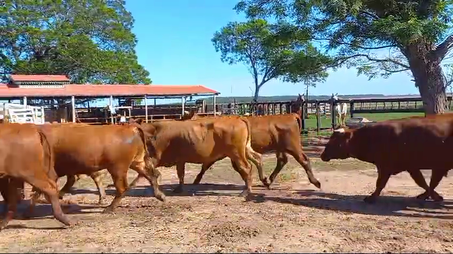 Lote 86 Novillos