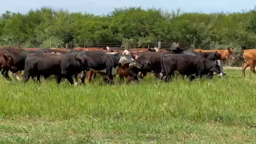 Lote 120 Terneros/as a término en Chaco, Machagai