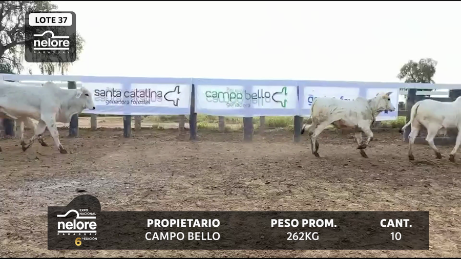 Lote LOTE 37