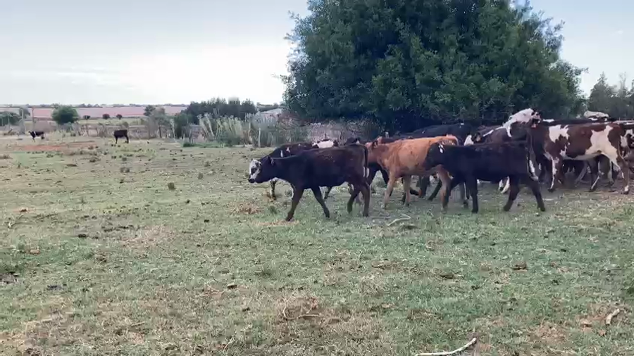 Lote 26 Terneros Normando con Agnsu y Cruza