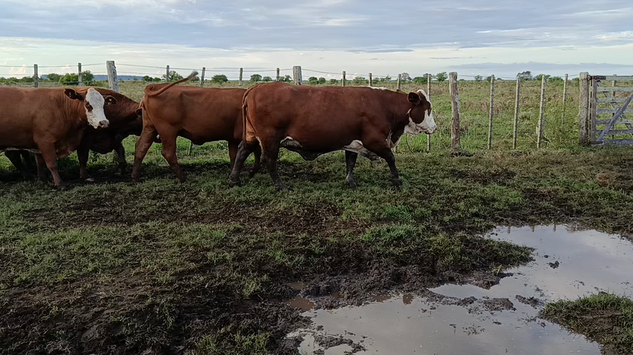 Lote 35 Vacas preñadas Braford en San Justo, Santa Fe