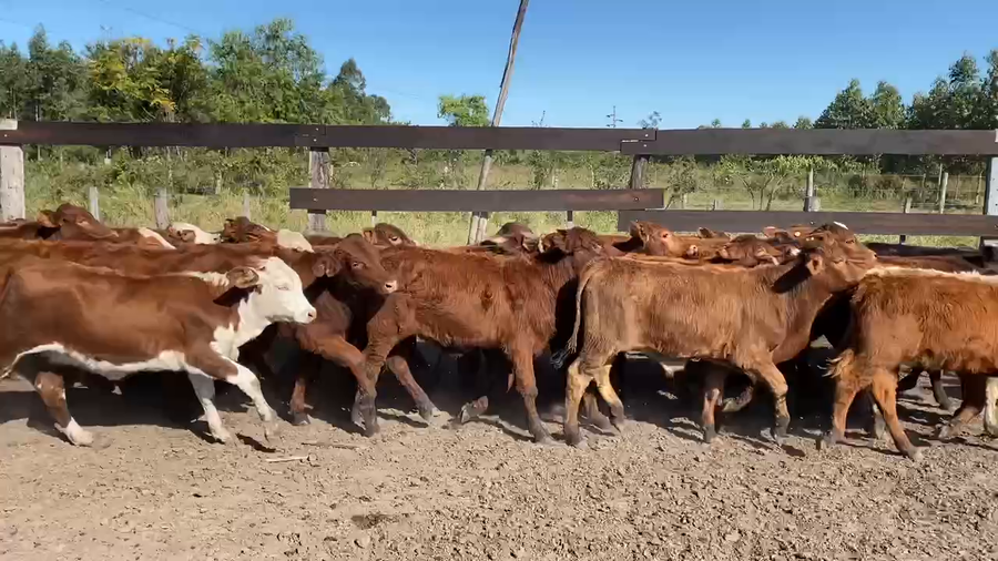Lote 80 Terneros/as en Bella Vista, Corrientes