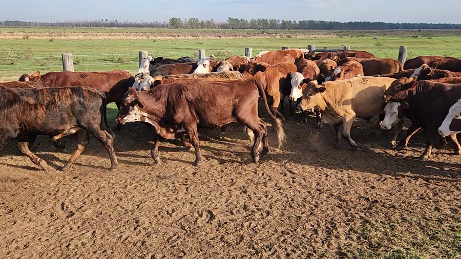 Lote 50 Novillos en Col. C. Pellegrini, Corrientes