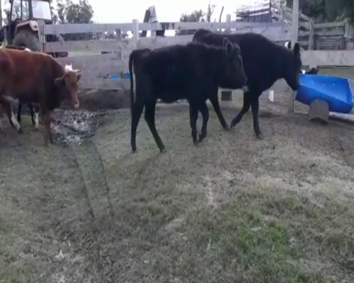 Lote Terneras