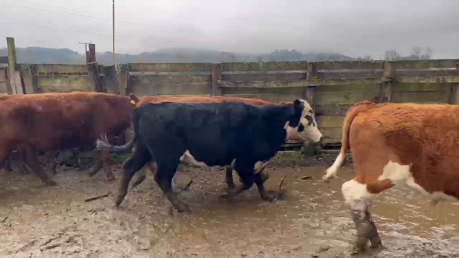 Lote 46 Novillo Engorda en Lanco, XIV Región Los Ríos