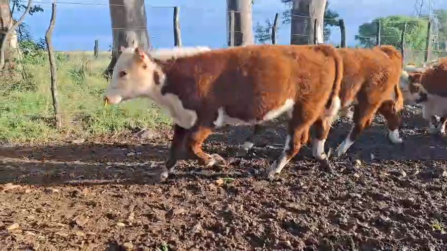 Lote TERNEROS