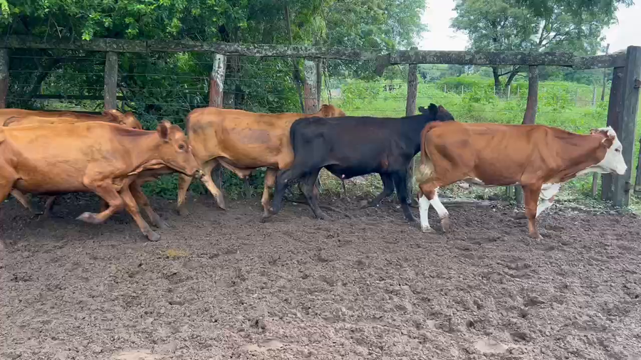 Lote 55 Novillitos en Riachuelo, Corrientes