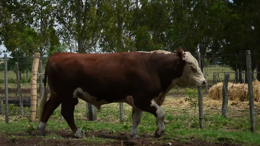 Lote "Los Piquillines" ,RP 235