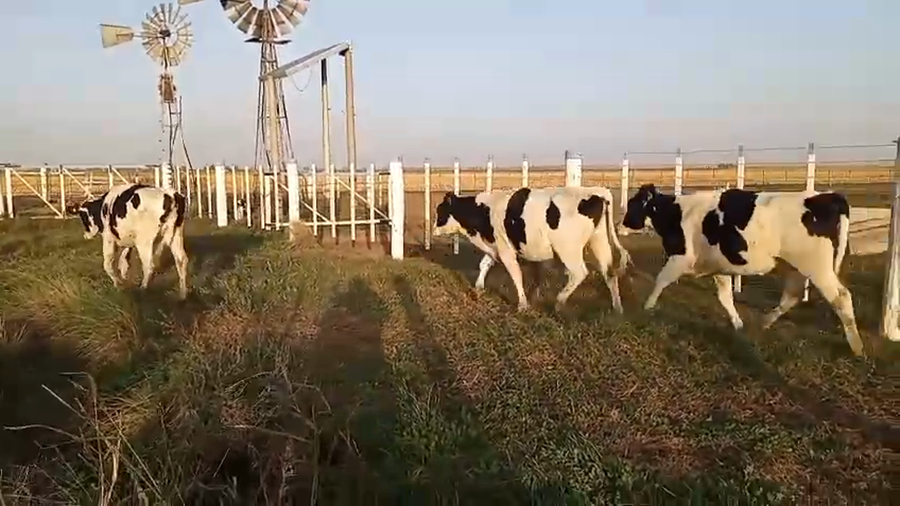 Lote 68 Terneras Holando Argentino en Porteña, Córdoba