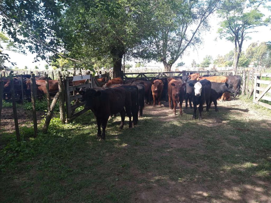 Lote 29 Vaquillonas en Gral. Lamadrid, Buenos Aires