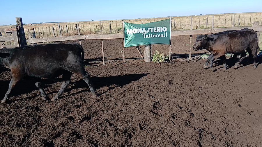 Lote 70 Terneros/as en Benito Juárez