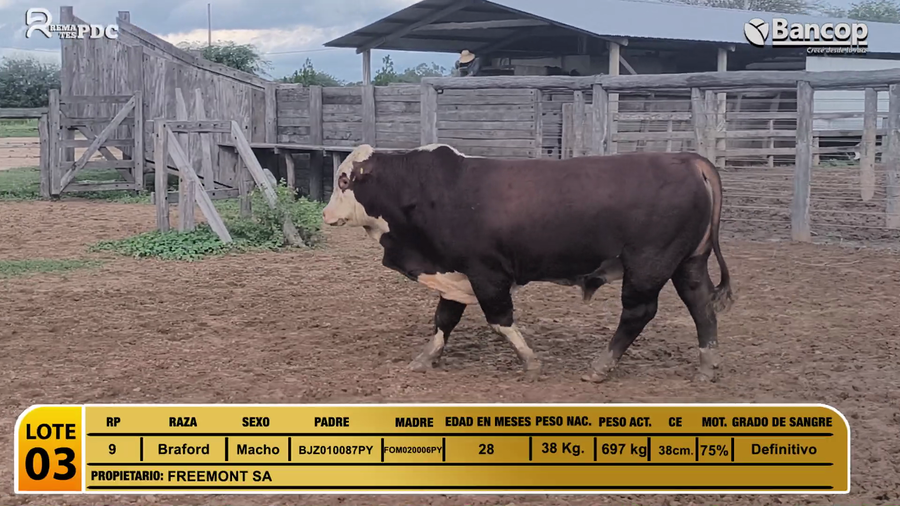 Lote Toros Braford a remate en Jueves 29 de mayo- Remates PDC, Boquerón