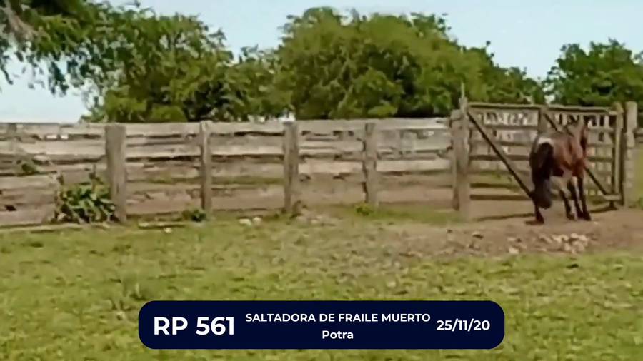 Lote SALTADORA DE FRAILE MUERTO
