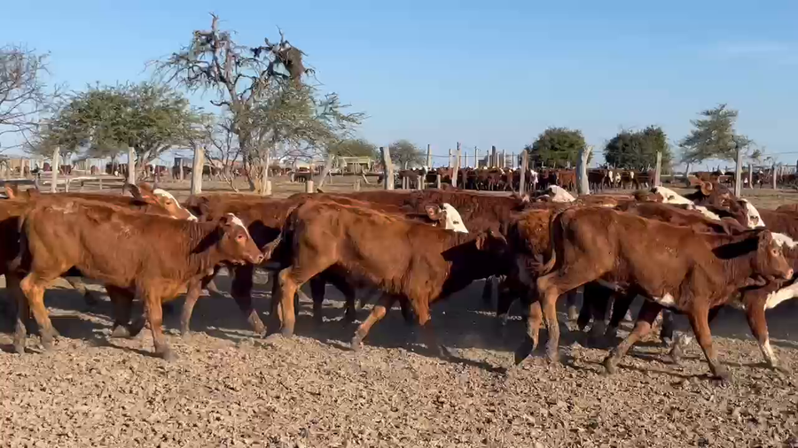 Lote 80 Terneras en Corrientes, Monte Caseros