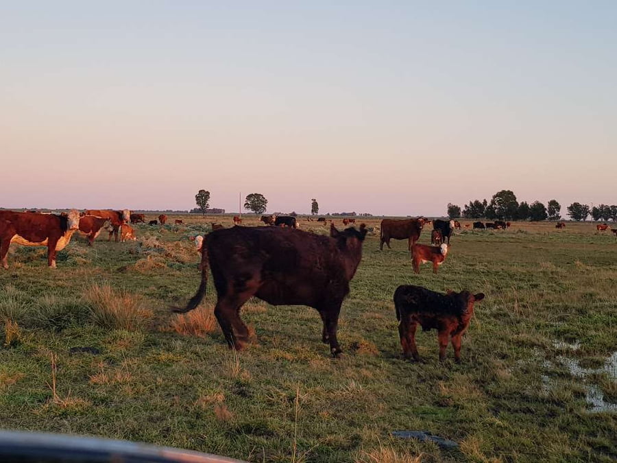 Lote 25 Vacas nuevas en Benito Juárez, Buenos Aires