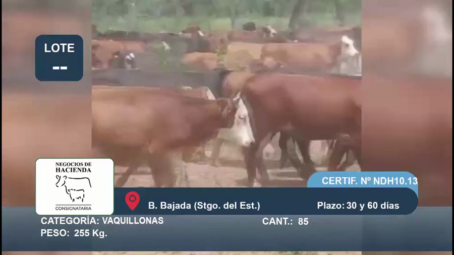 Lote 85 Vaquillonas en Santiago del Estero, Bandera Bajada