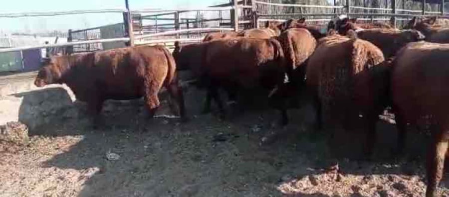 Lote 23 Vaquilla Gorda en María Pinto, Región Metropolitana