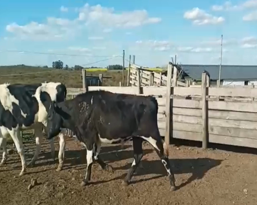 Lote (Vendido)3 Novillos HOLANDO a remate en 1º Remate Virtual 422kg -  en CARRETON