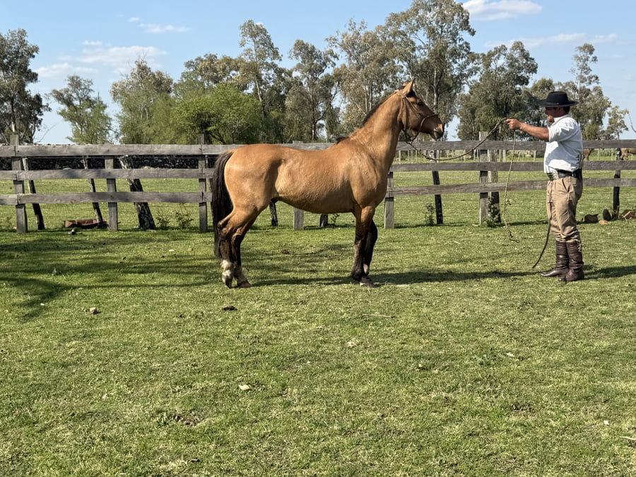 Lote Macho gatiado manso