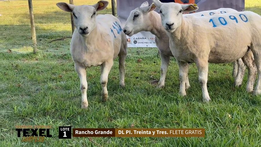 Lote 3 Corderas a remate en Segundo Remate - Texel Campero, Rivera