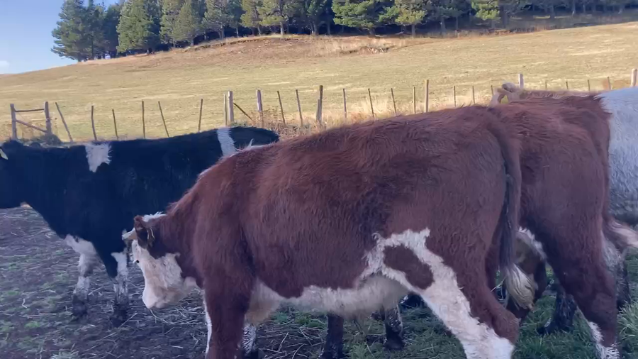 Lote 21 Novillo Engorda en Coyhaique, XI Región Aysén