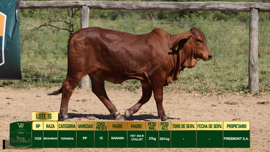 Lote LOTE 15