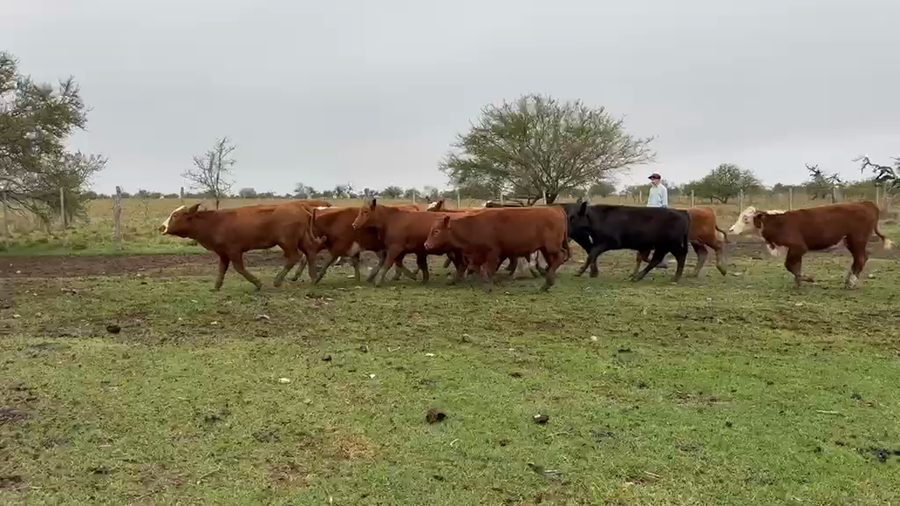 Lote 70 Terneras