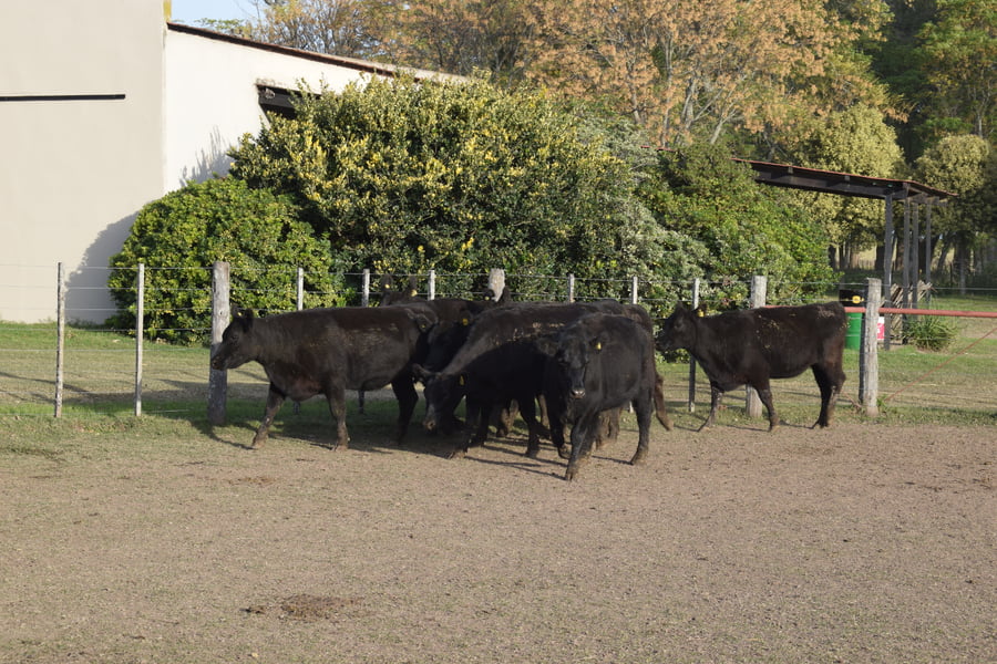 Lote CABAÑA “COEMBOTÁ” de Calderón Vientres Generales Negras Preñadas
