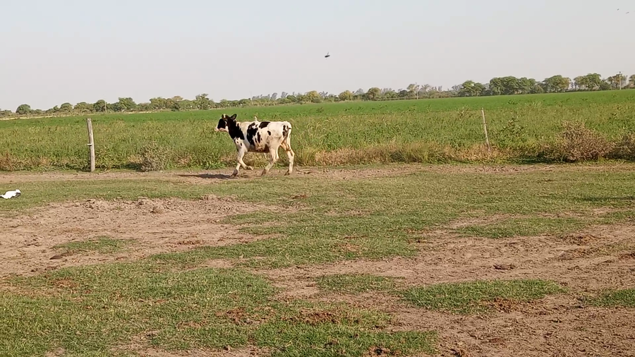 Lote 23 Novillitos Holando Argentino en Seeber, Córdoba
