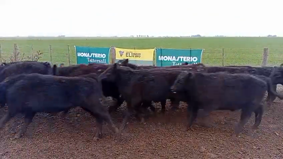 Lote 60 Novillitos de El Hinojo de Bru