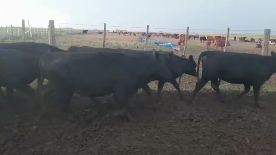 Lote 45 Vaquillonas P/ entorar en Benito Juárez, Buenos Aires