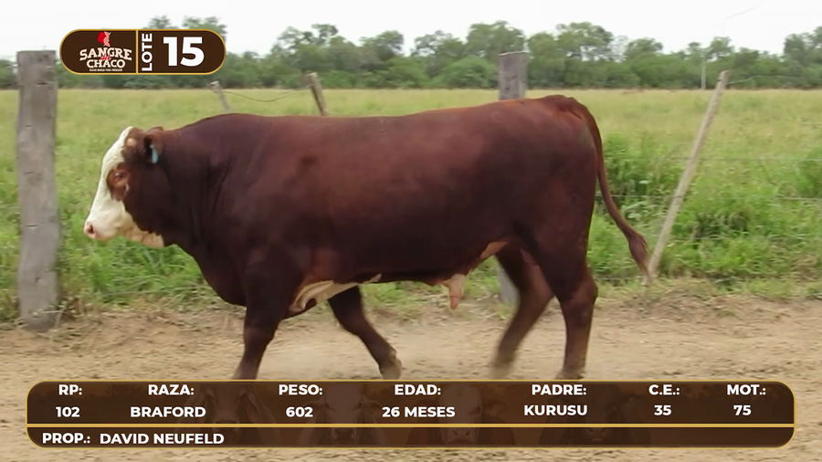 Lote Lote 15