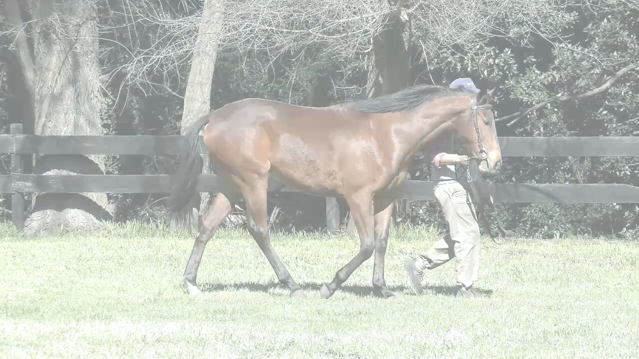 Lote ZEVI SI (SILENTIO -  ZEVI)