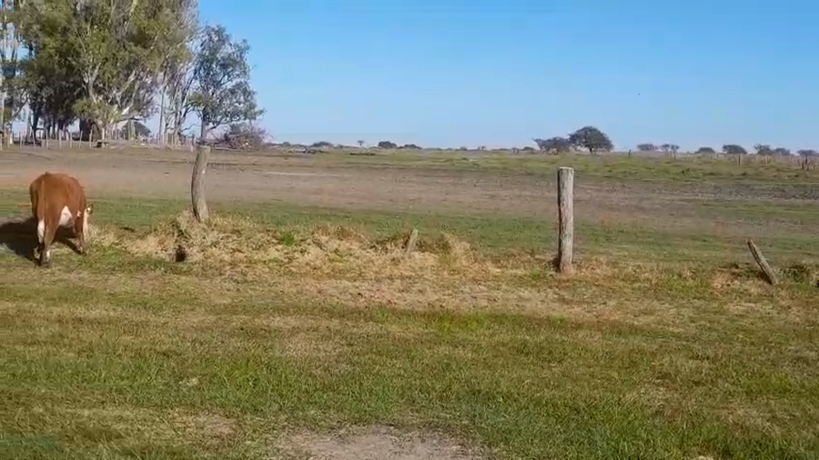 Lote 140 Terneros