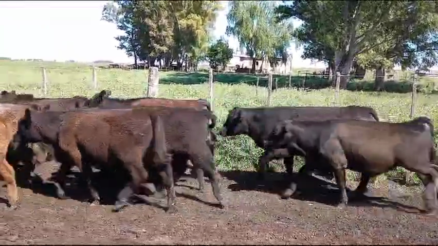 Lote 15 Terneros/as en Rauch, Buenos Aires