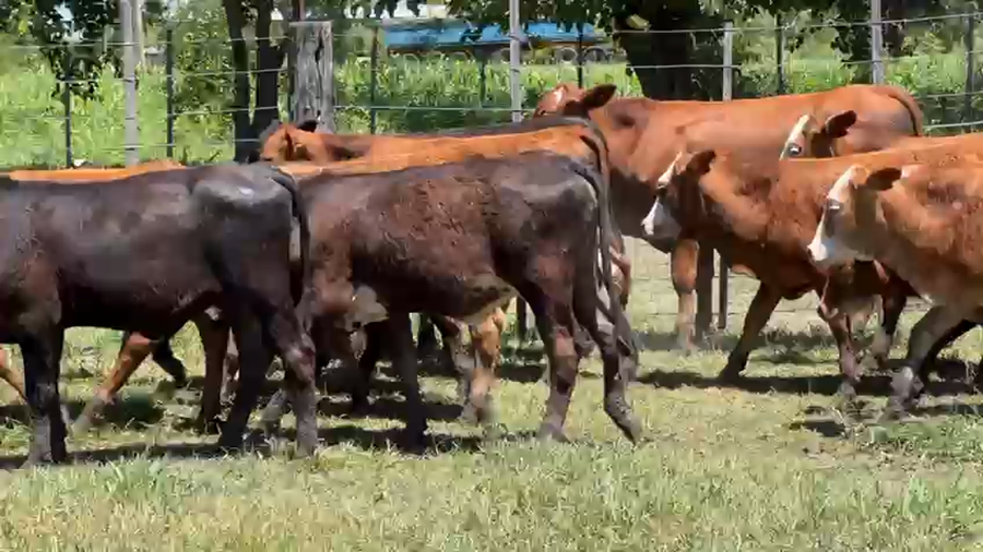 Lote 52 Terneros/as en Santa Fe, Las Toscas