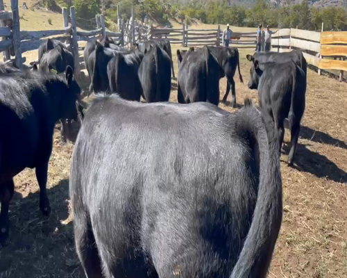 Lote 25 Ternero en Coyhaique, XI Región Aysén