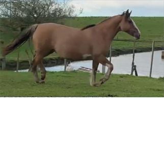 Lote FIGAZZA DEL CONVENTOS