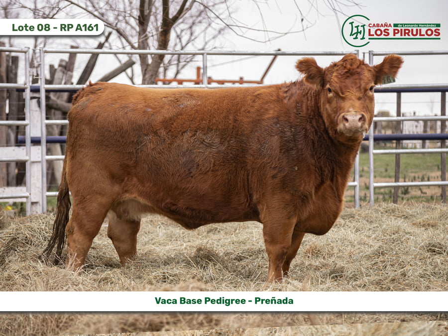 Lote VACAS BASE PEDIGREE
