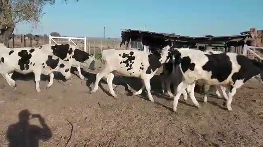 Lote 21 Novillitos Holando Argentino en Santo Domingo, Santa Fe