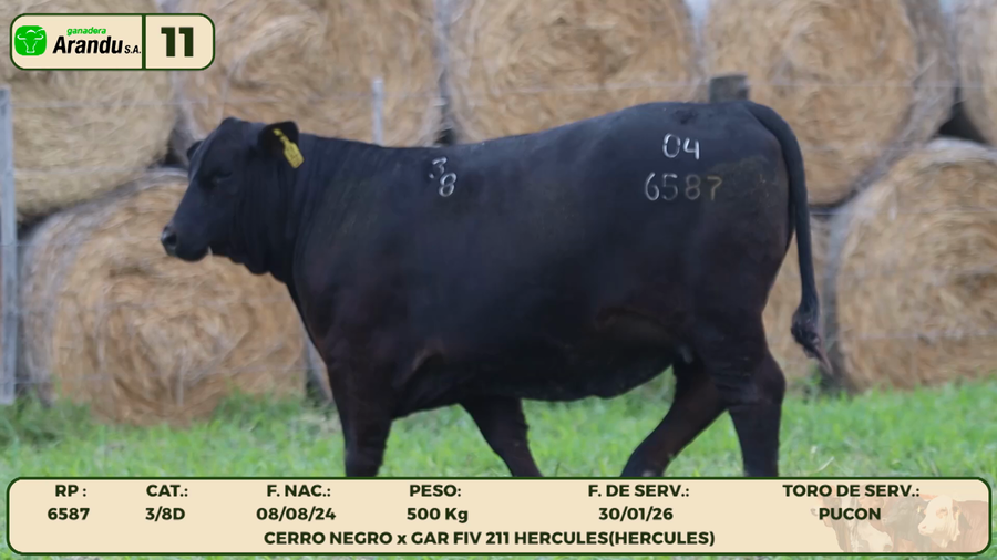Lote LOTE 11