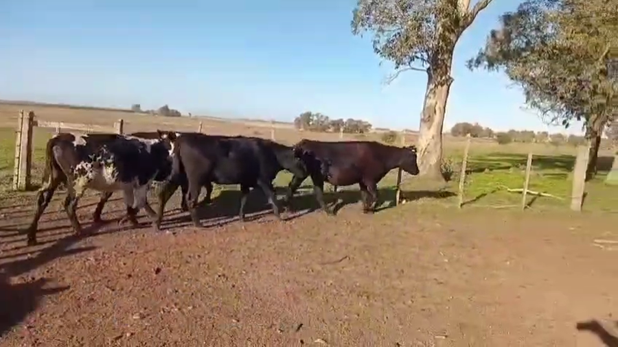 Lote VACAS INVERNADA