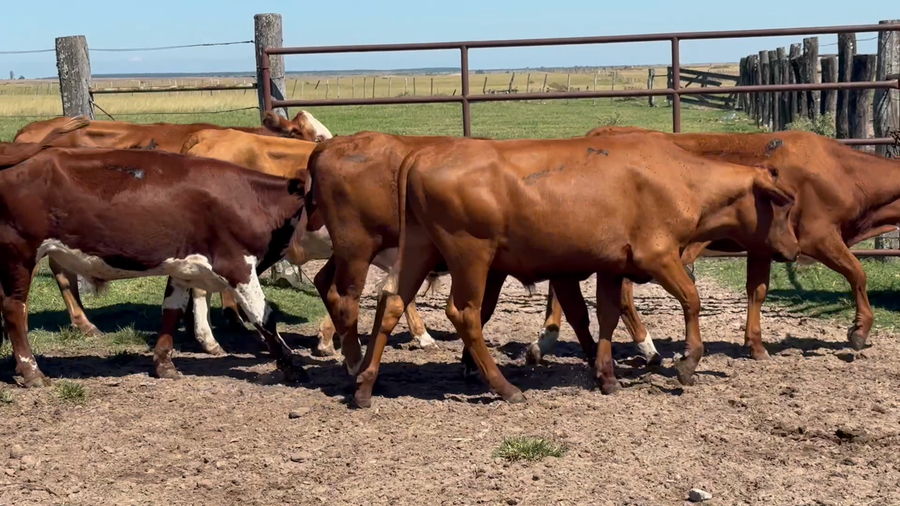Lote 43 Terneros/as