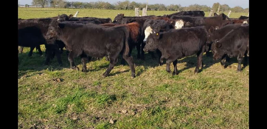 Lote 69 Terneros/as en Villaguay, Entre Ríos