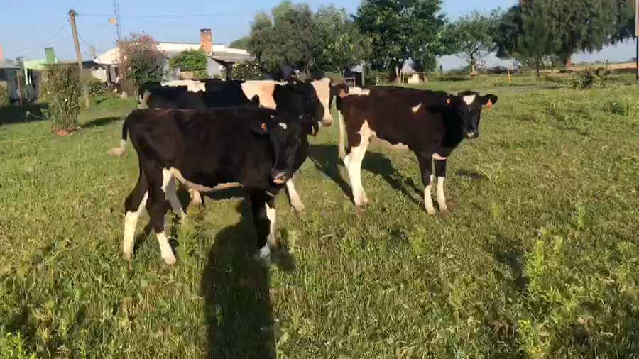 Lote (Vendido)3 Terneras Holando a remate en Pantalla Camy 150kg -  en Ruta 23 Km 117
