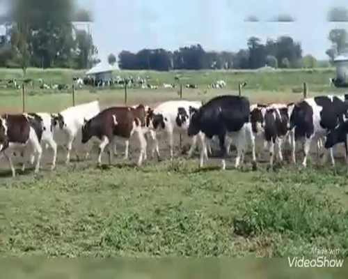 Lote 70 Terneros en Tandil, Buenos Aires